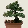 white pine